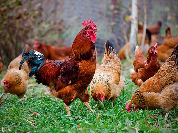 Породы куриц | ЗооТом - продажа, вязка и услуги для животных в Баксане