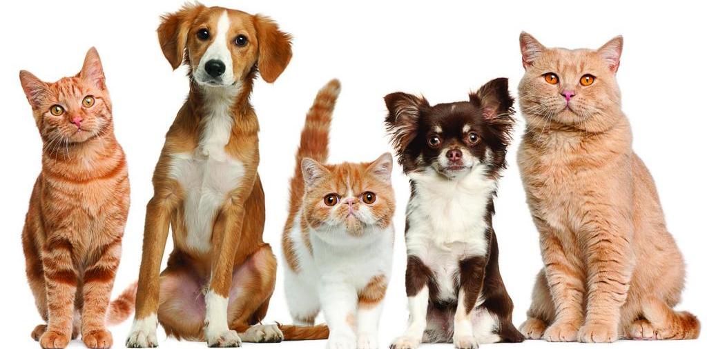 Доска объявлений о животных | ЗооТом - продажа, вязка и услуги для животных в Баксане
