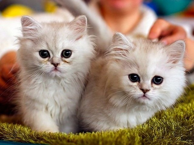 Породы кошек в Баксане | ЗооТом портал о животных