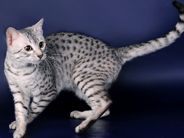 Породы кошек в Баксане | ЗооТом портал о животных