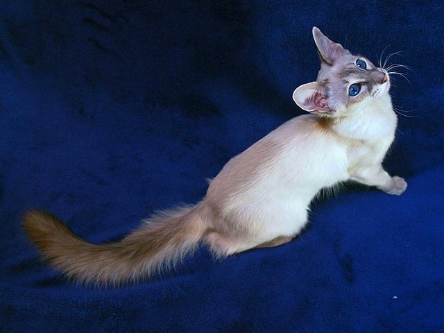 Выведенные породы кошек в Баксане | ЗооТом портал о животных