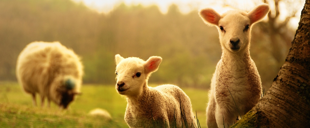 Объявления о сельскохозяйственных животных | ЗооТом - продажа, вязка и услуги для животных в Баксане