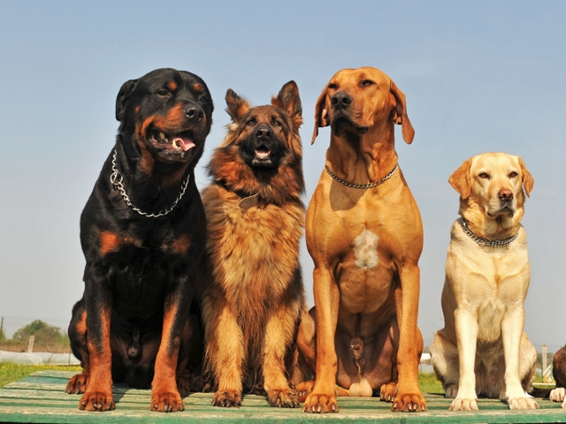 Крупные породы собак в Баксане | ЗооТом портал о животных